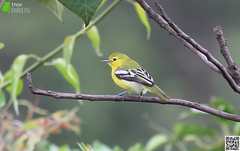 Common Iora